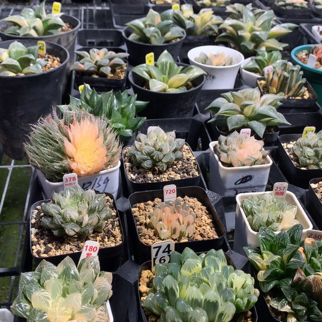 ****俗以实际为准预存55899