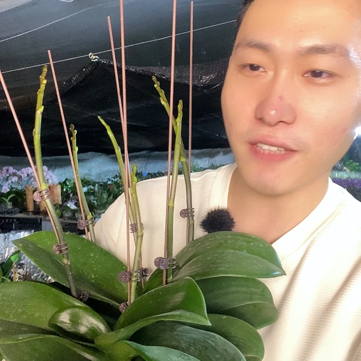 无花朵虞美人5寸带花剑