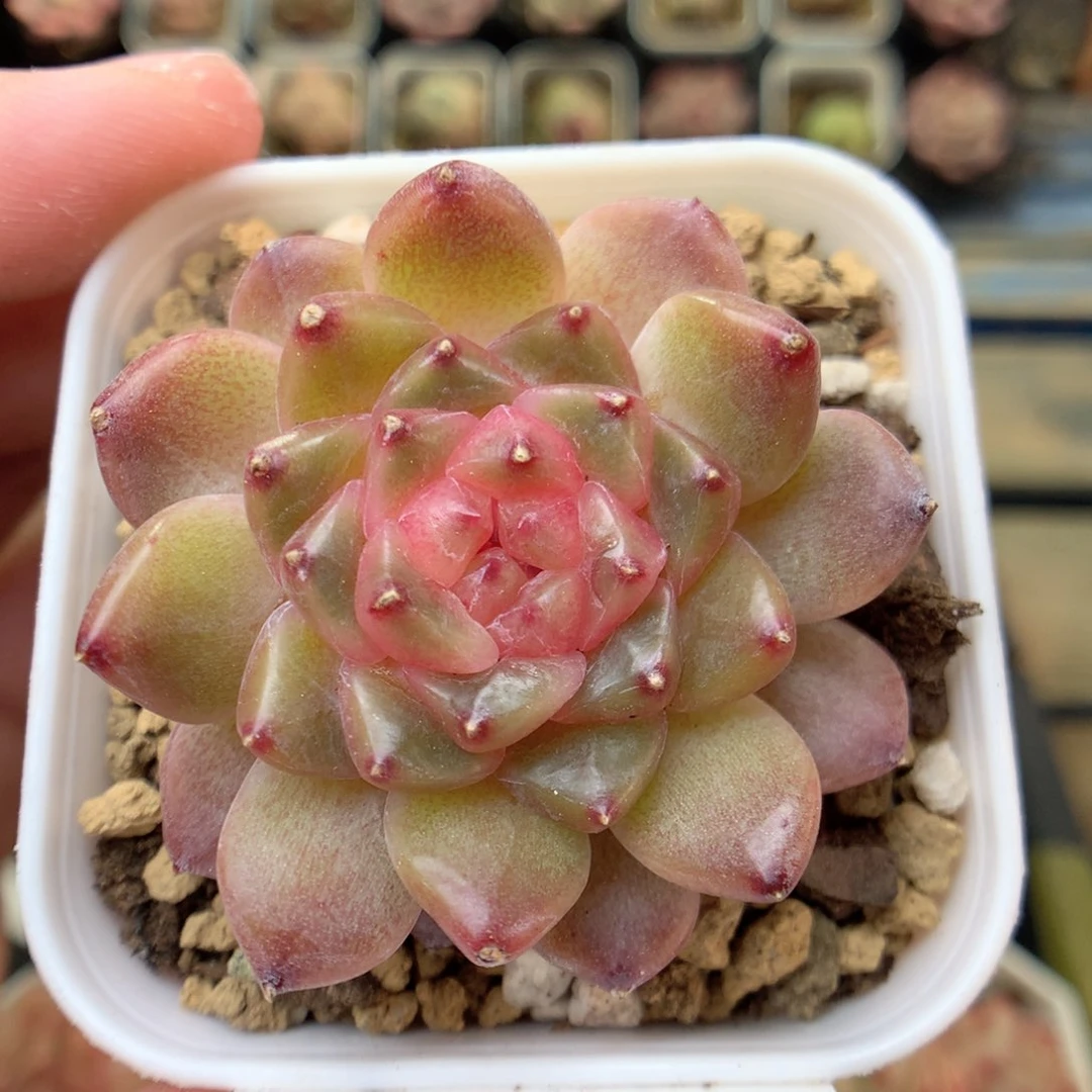 E56 ，20包邮两天凑单偏远不发货