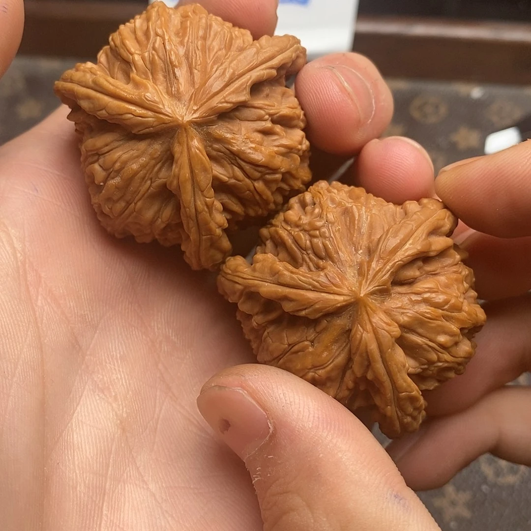 森*园白狮子1111111111111111