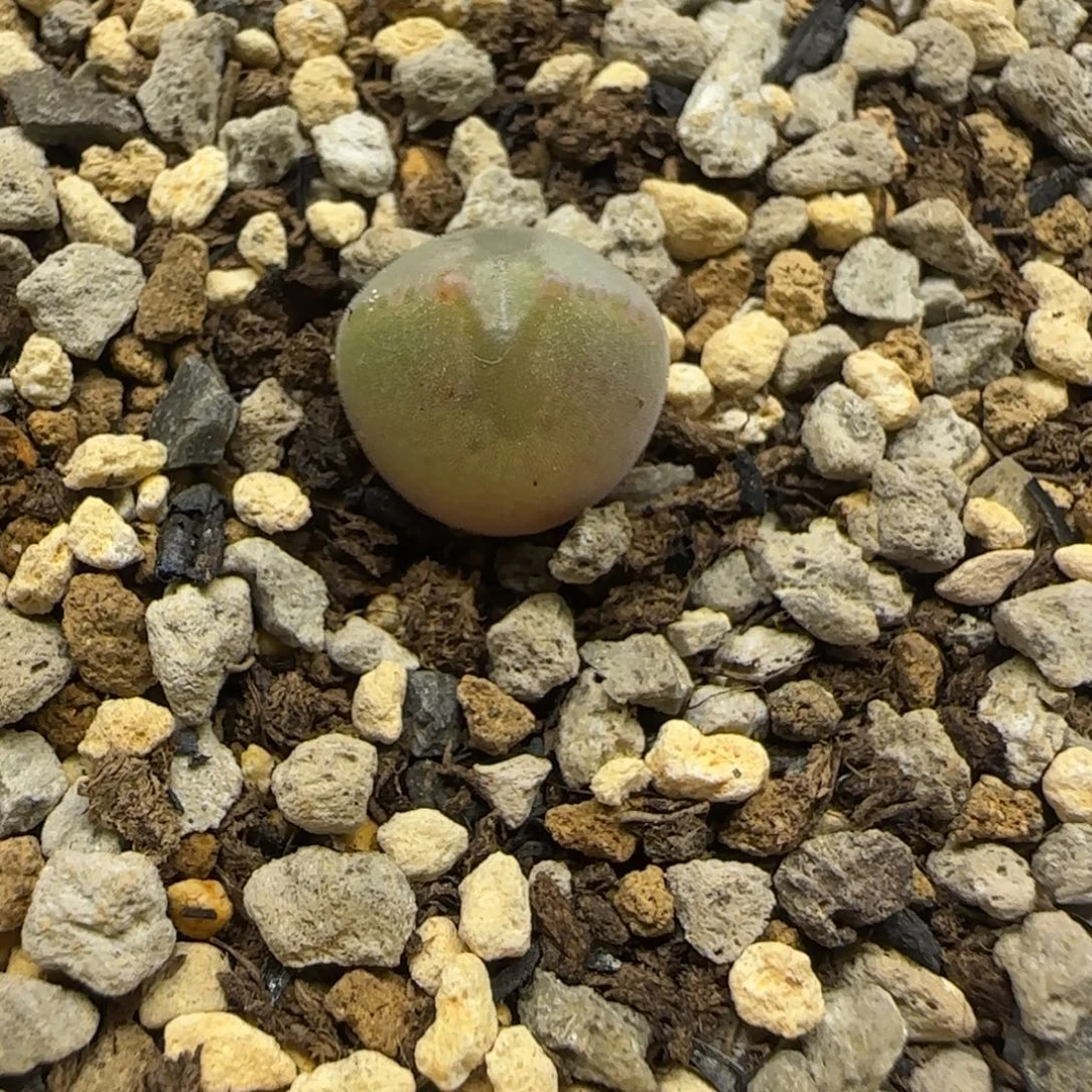 大眼睛多肉植物一颗