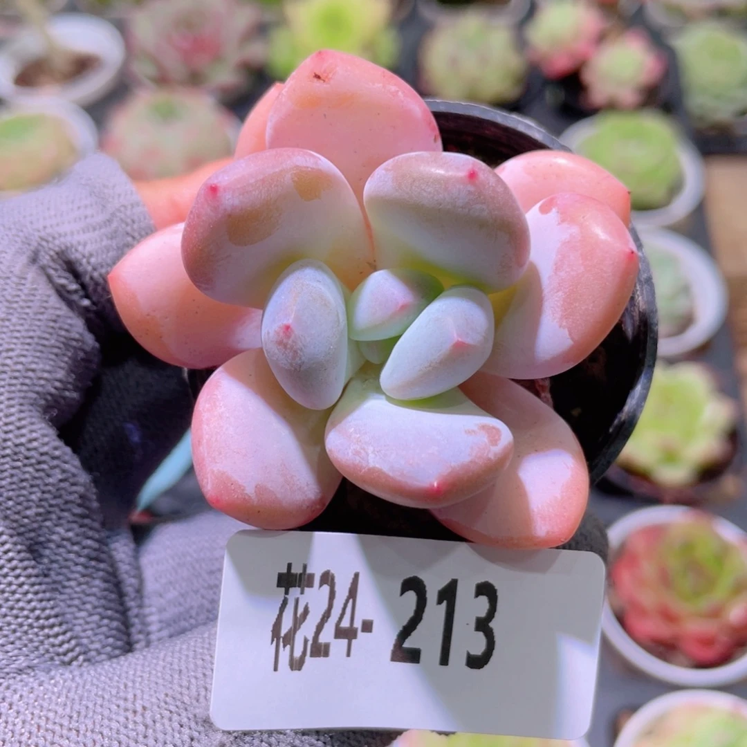 花利美24-213新品