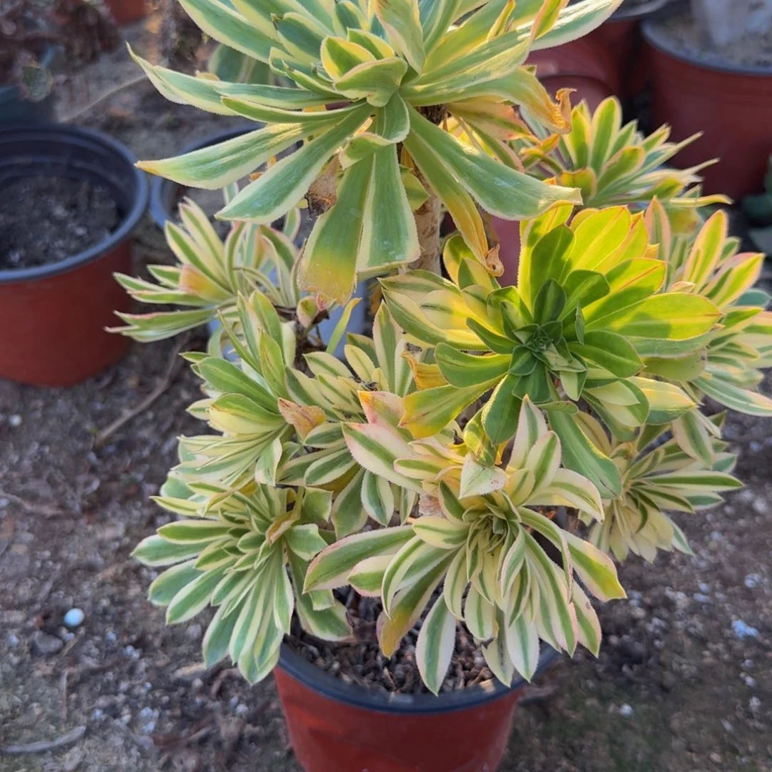 546夕颜。多肉植物