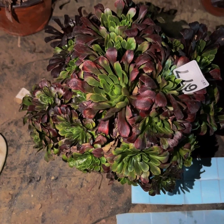 677莫兰迪多肉植物不售后