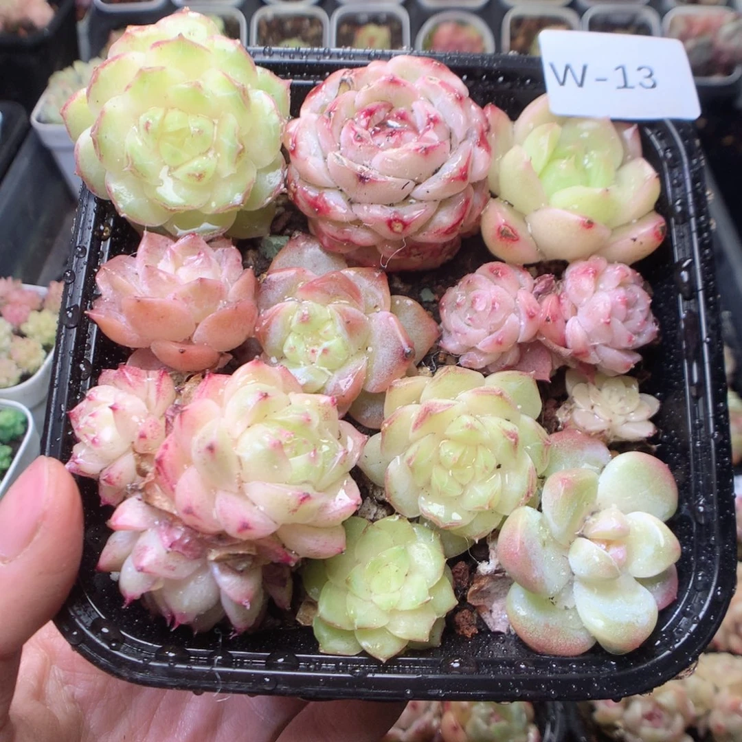 无花朵W13。yyyyttt