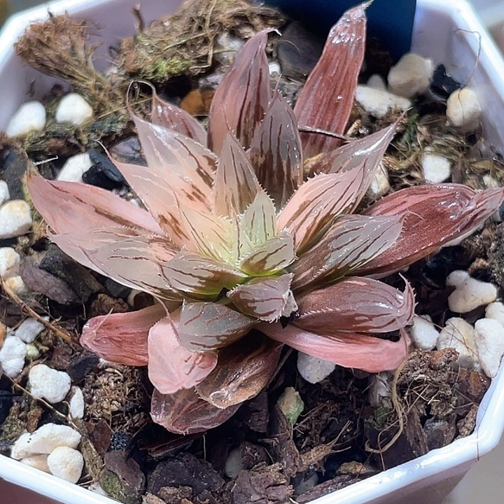 505大卫针管锦特选福利