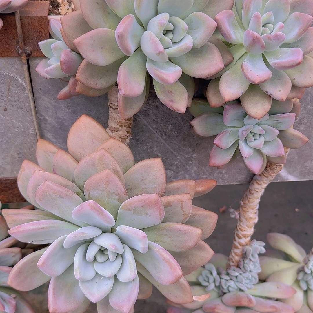*****0416奥普多肉植物