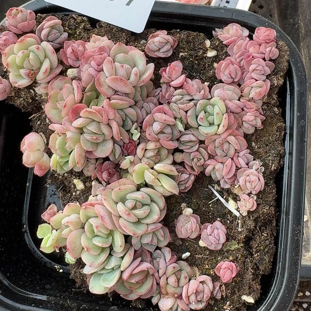 杂交新品珍妮多肉1457