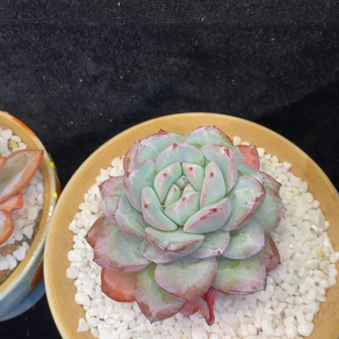 奶茶杂多肉植物盆栽