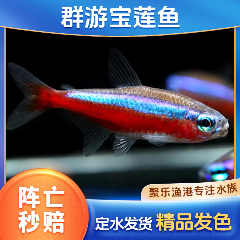 经典群游灯热带宠物观赏鱼灯科鱼淡水草缸小型鱼宝莲灯鱼