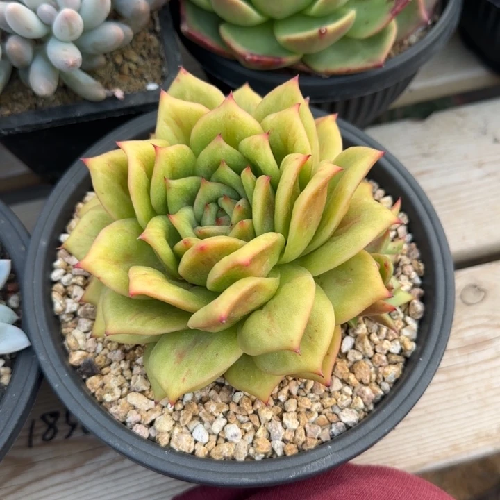 蔷薇玫瑰五十包邮