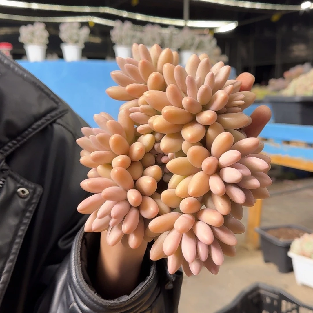 汤圆奶多肉植物 0000