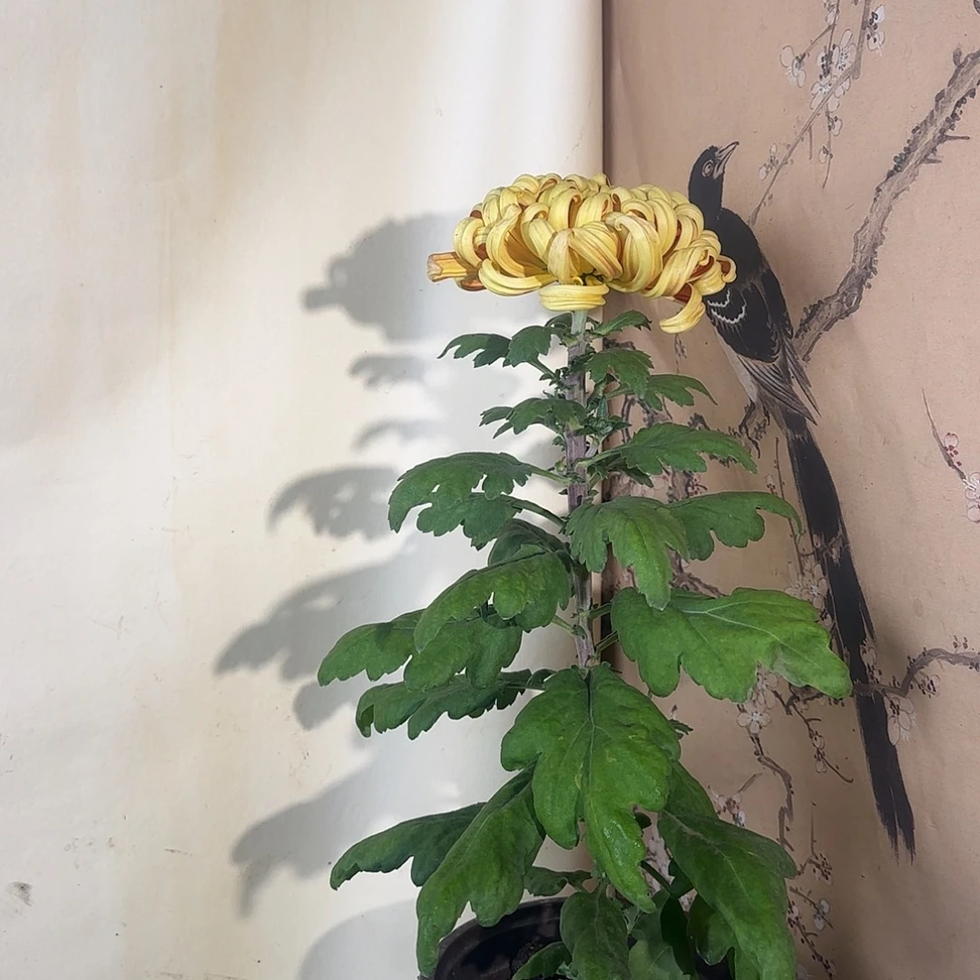 全部花朵D88888888