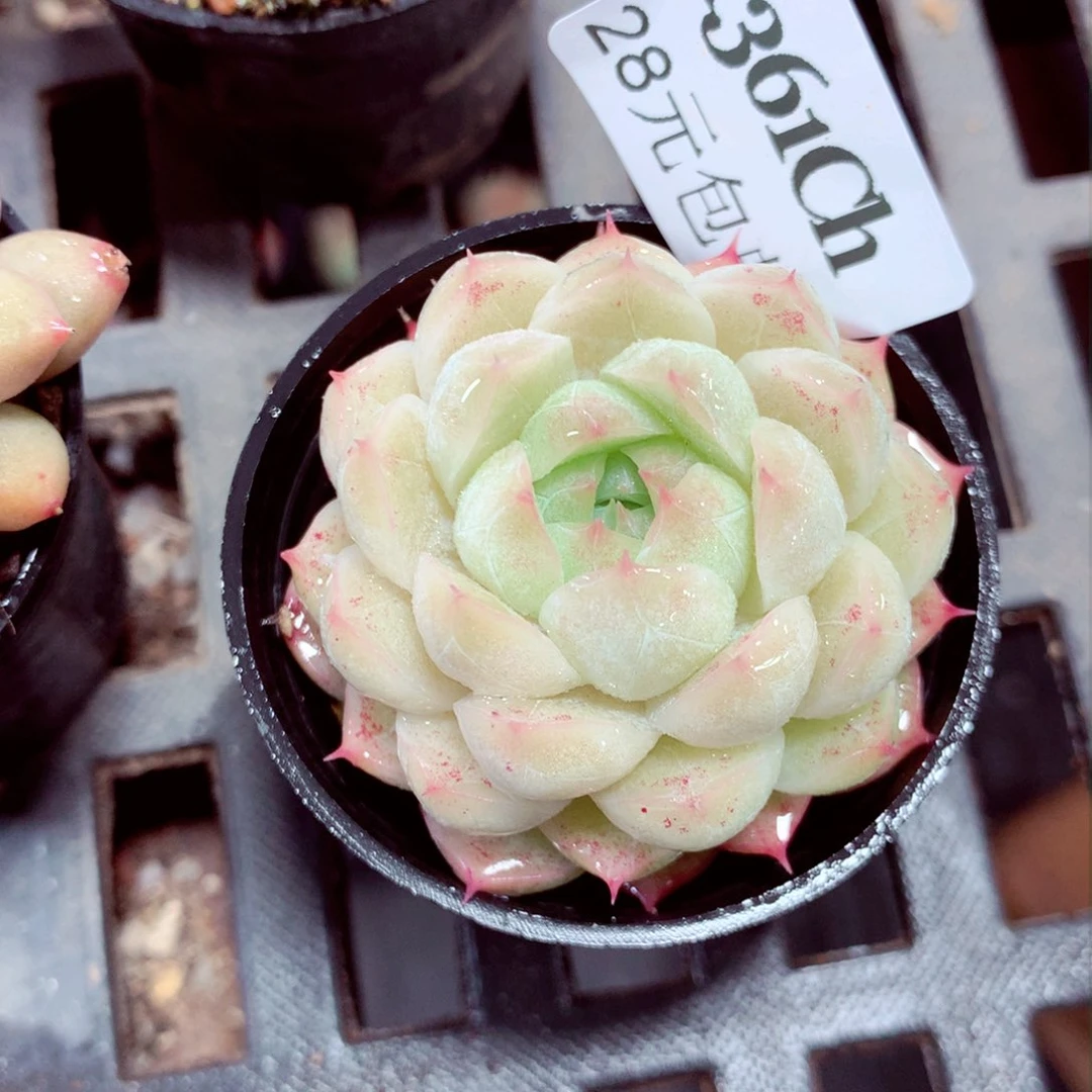 5厘米盆精控多肉1361