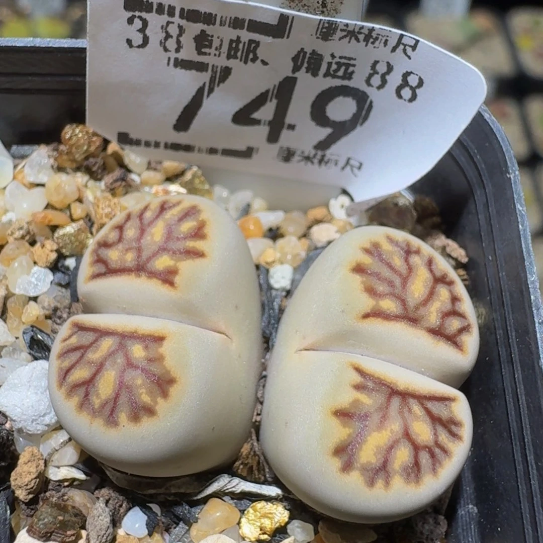 Ssss精品生石花749
