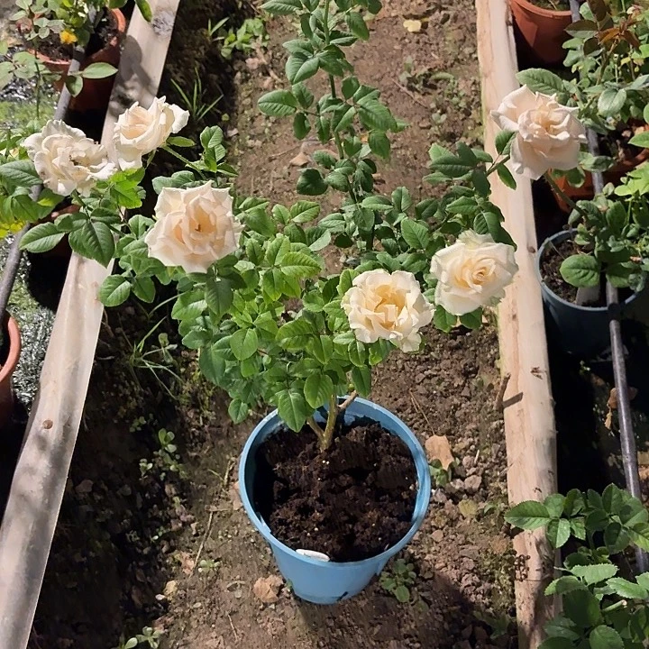 无花朵奶油漩涡二加仑