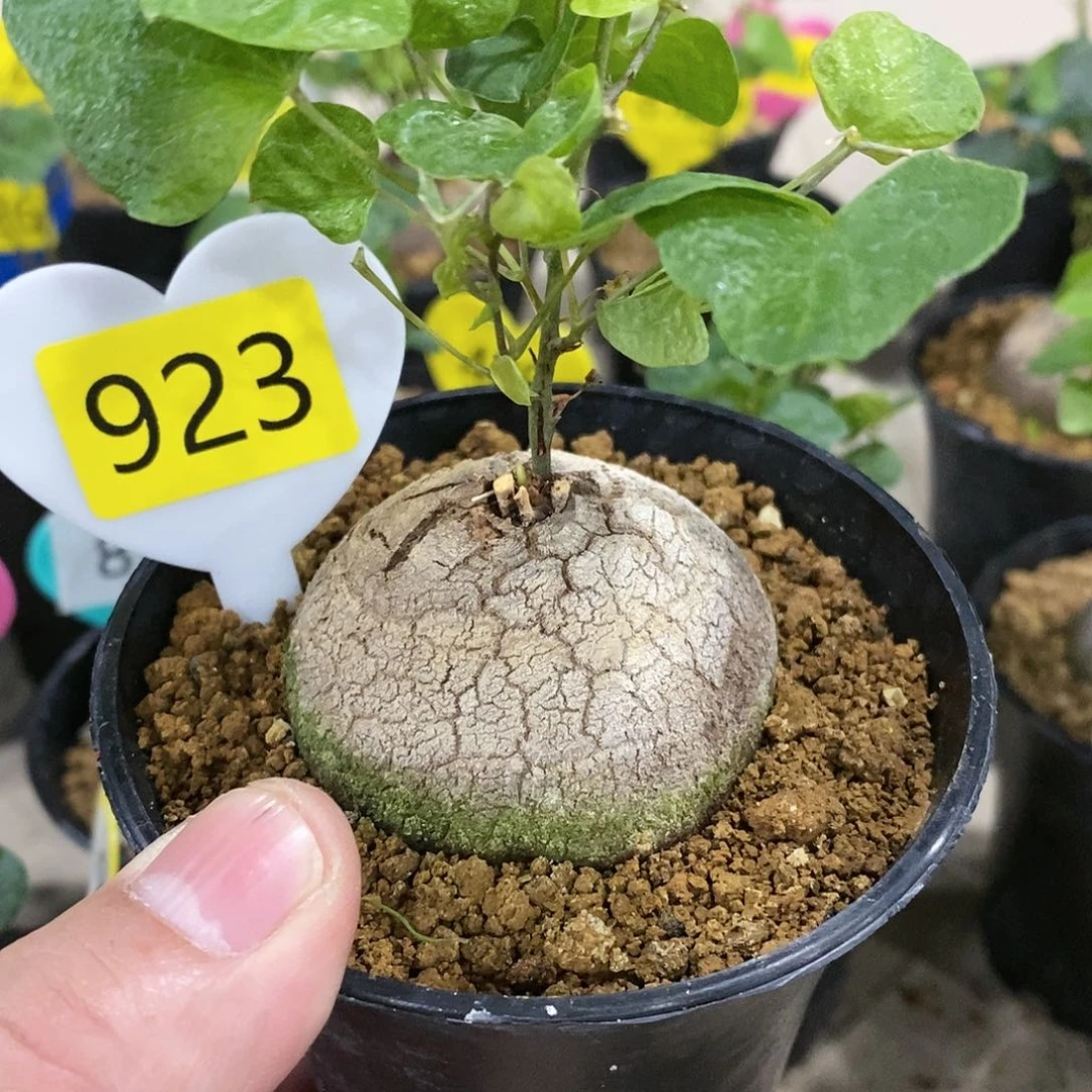 南非龟甲龙龟甲龙