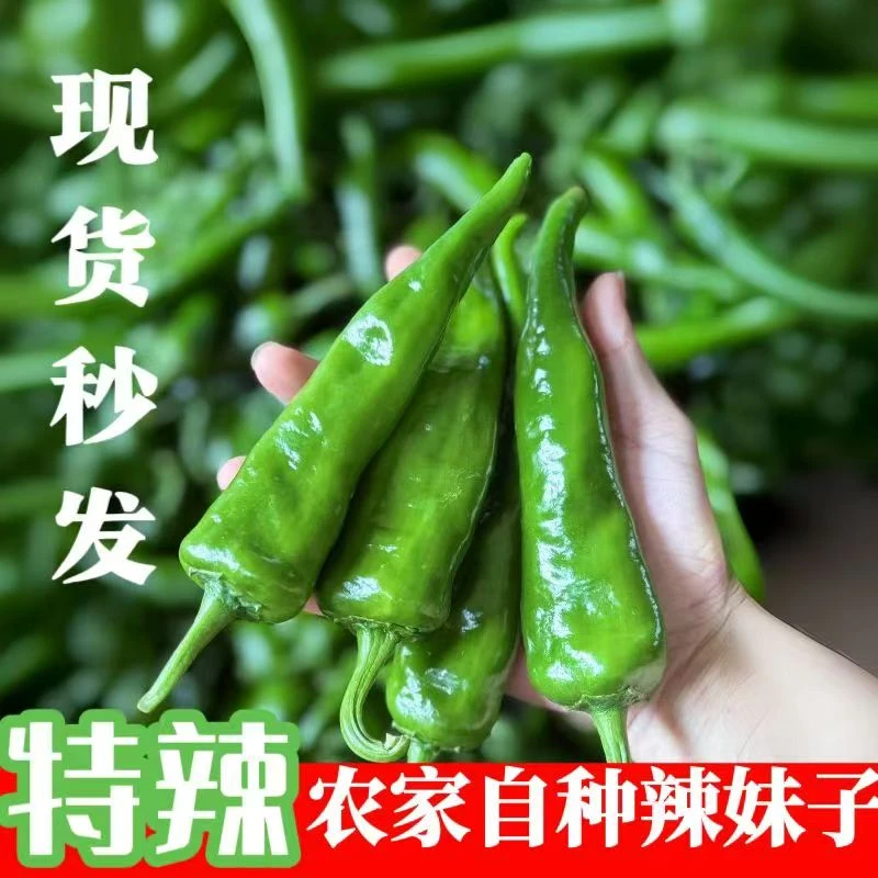 新鲜薄皮辣妹子辣椒香辣脆嫩现采现发农家自种美味蔬菜