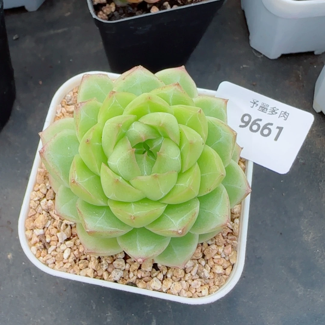 麦秆，9661多肉植物