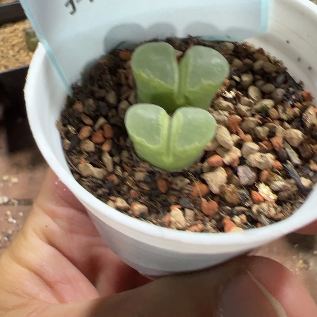 。***。24-59肉锥多肉植物