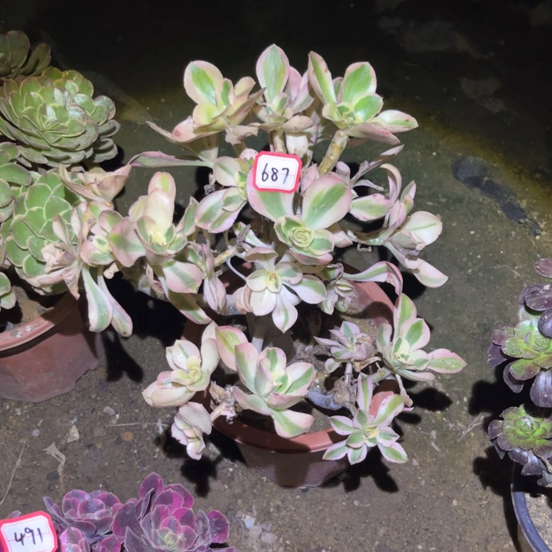 687多肉植物燕姿锦