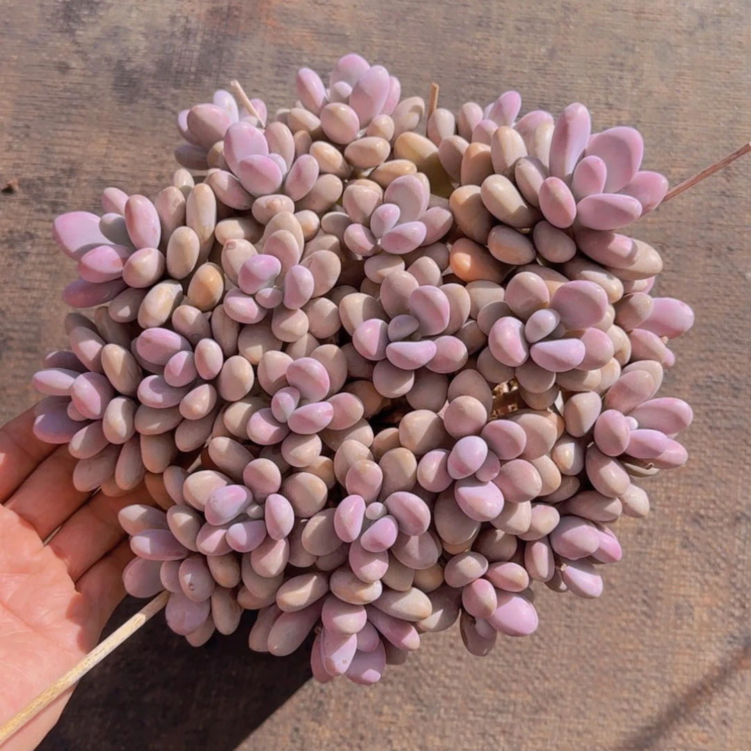 静待花开寄养11111111111