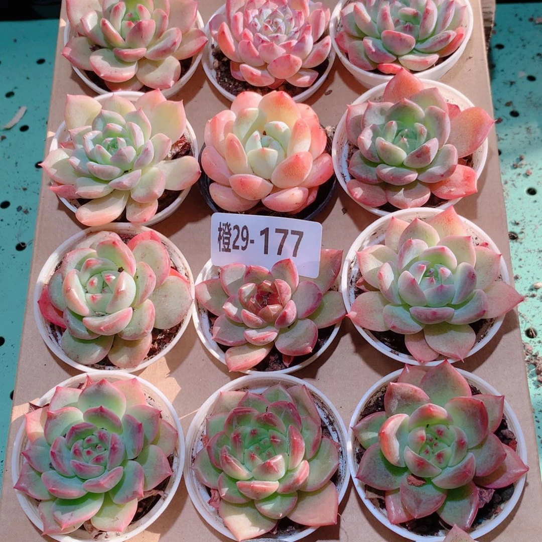 29-177一物一拍多肉带盆18颗