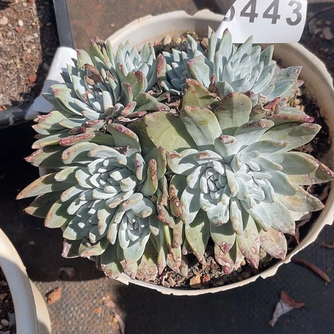 【闪购商品】爱***女白菊苹果叶