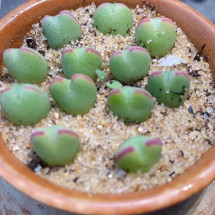 3124将杂琥珀一颗。