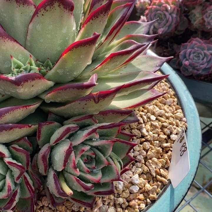 花****熊韩东云芽B-25.1.17