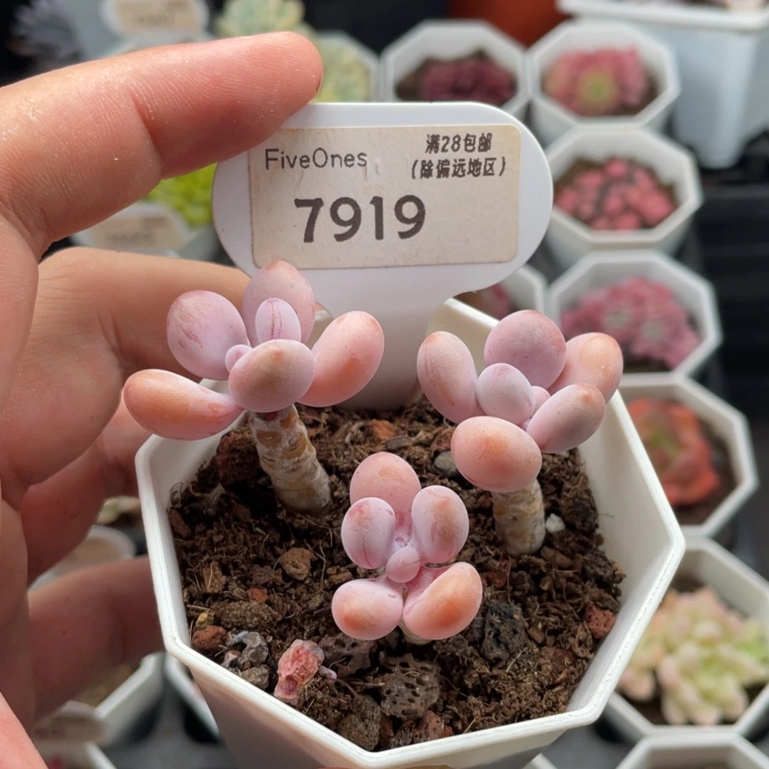 亚美桃蛋7919-6.5厘米