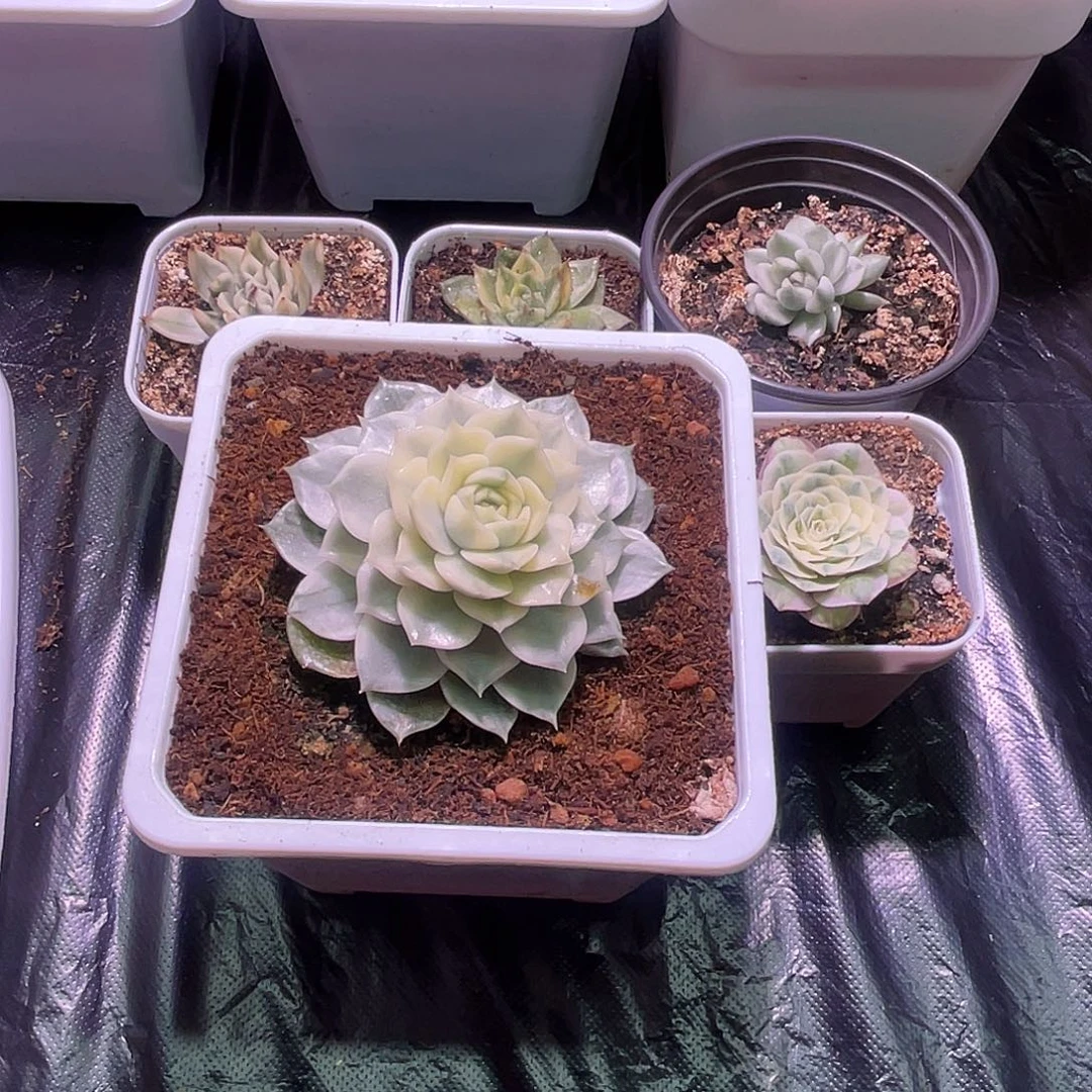 云***l多肉锦植物一物一拍
