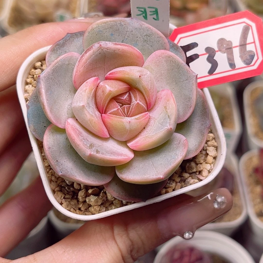 会****年F396 风羽一物一拍