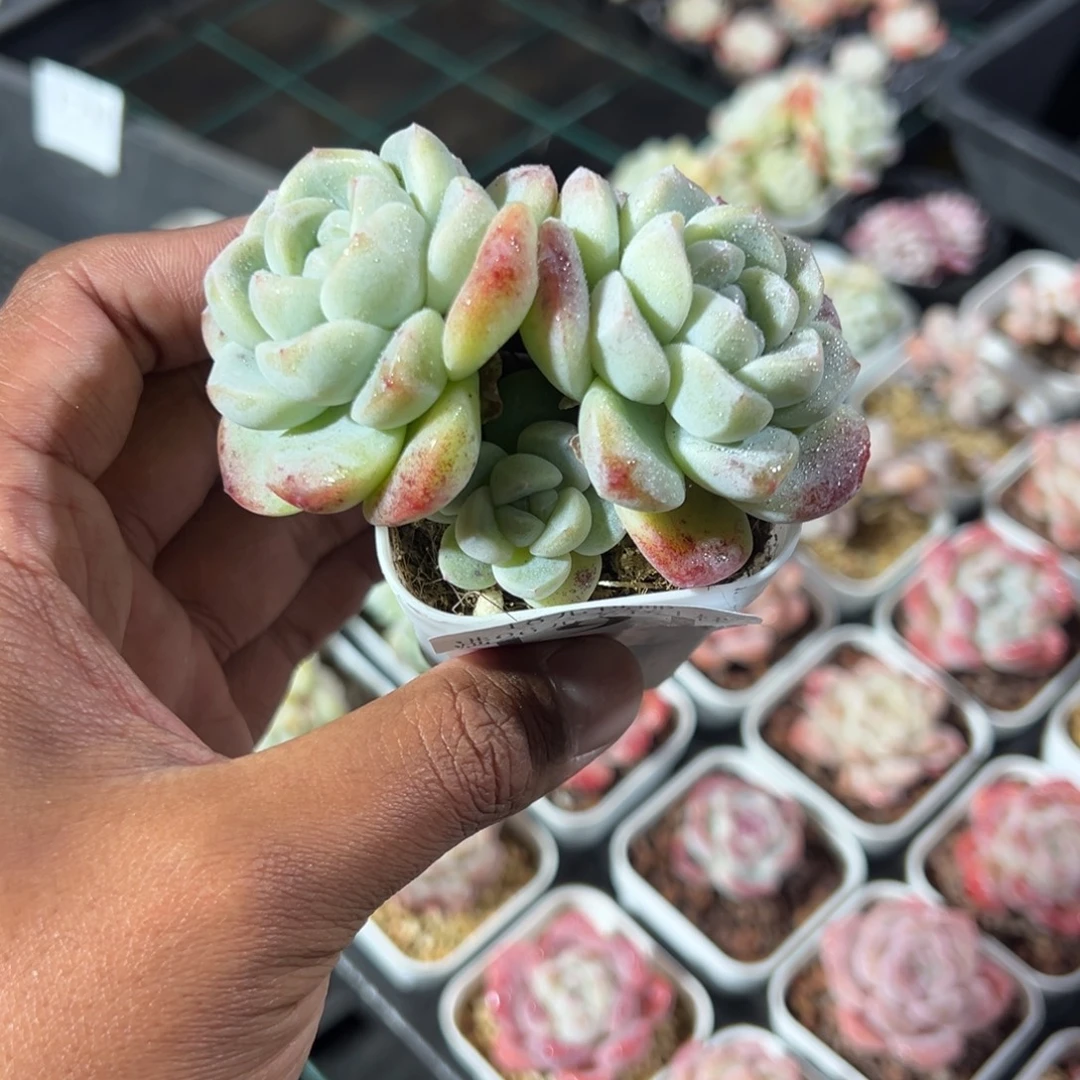 191号冰玉一物一拍满18包邮