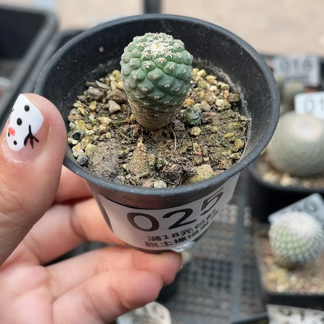 025菊水（满18元包邮）