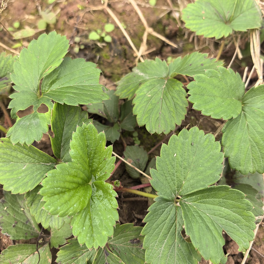 阳台绿植室内外红颜巧克力草莓小苗40颗