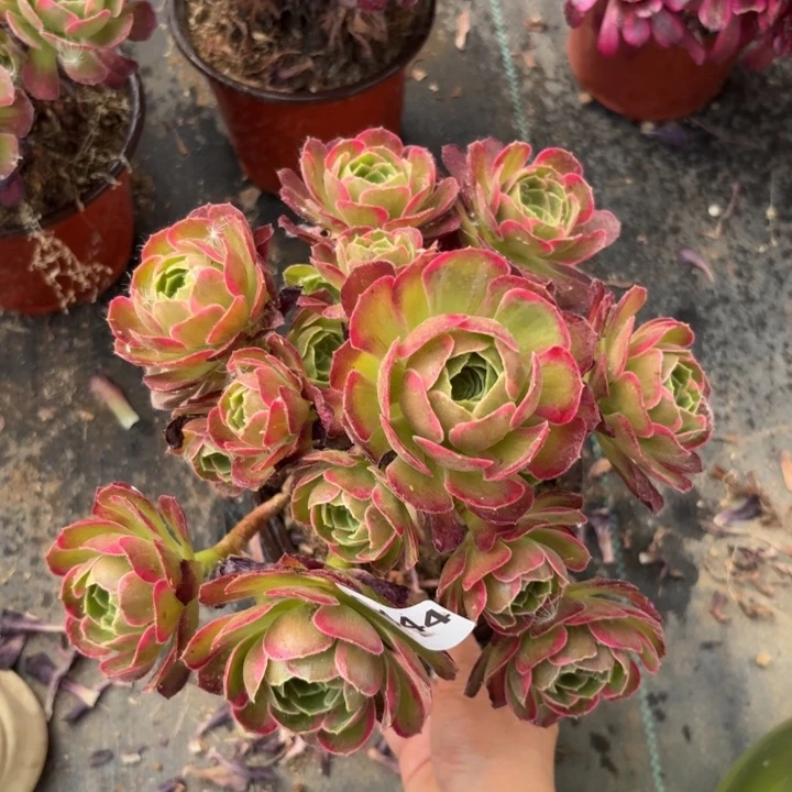 安娜多肉植物不包损444有断枝