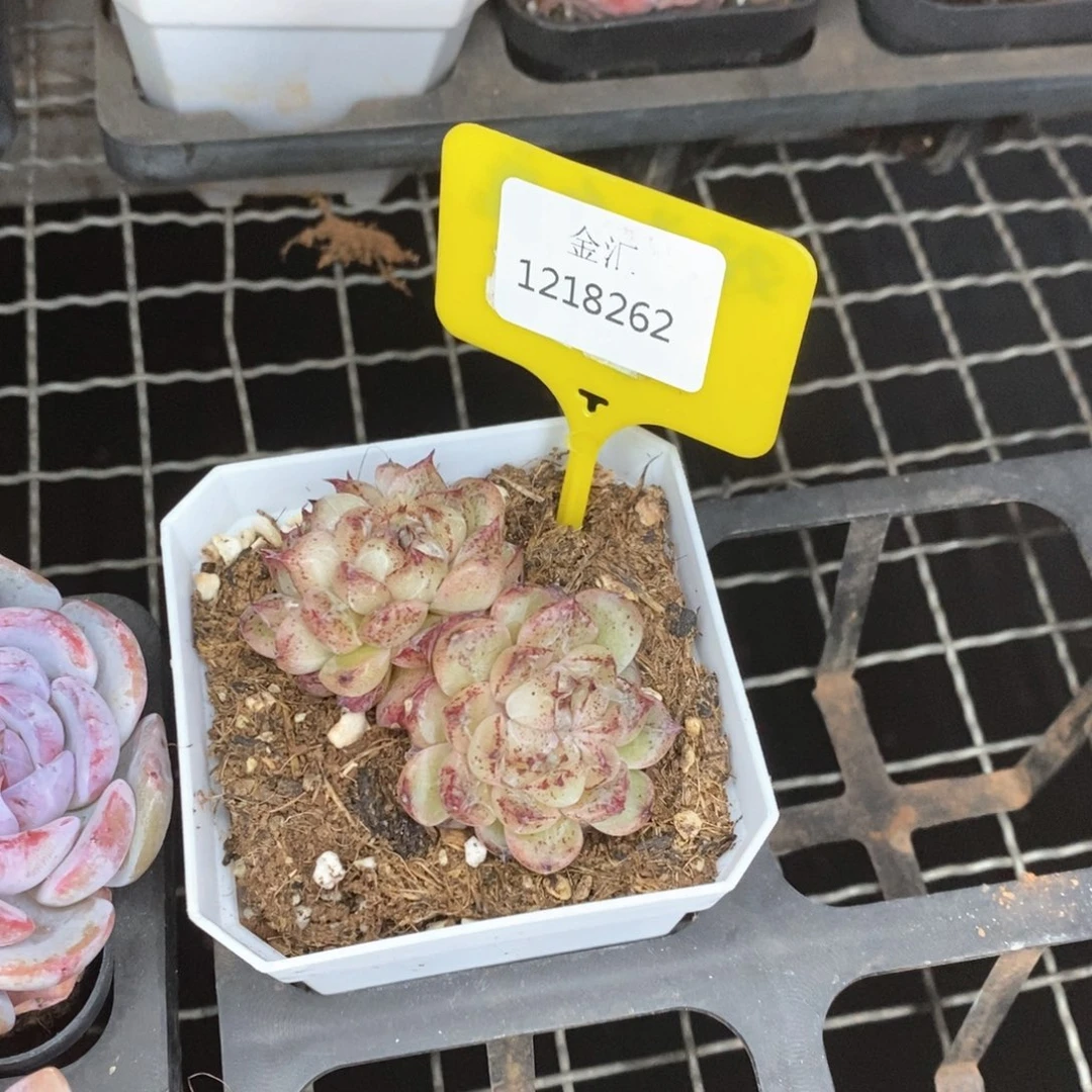 福利多多。1218262