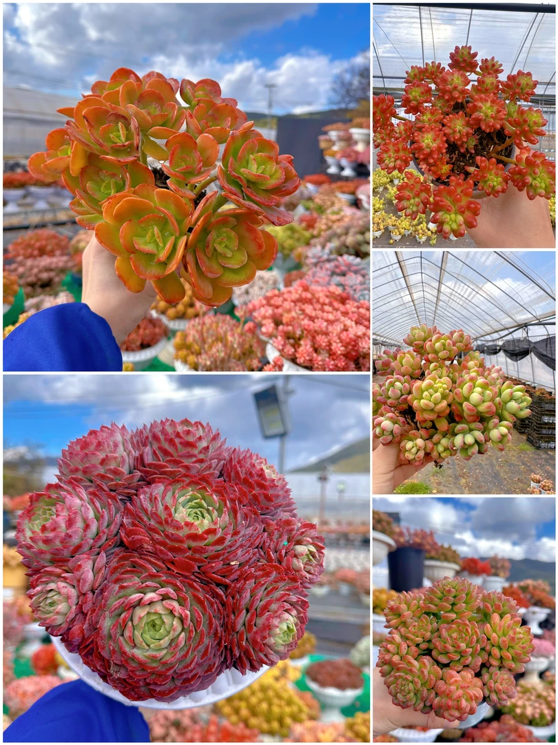 G 年宵花必备 富贵球+罗马盆组合 耐晒皮实 绿植 室内室外都能养