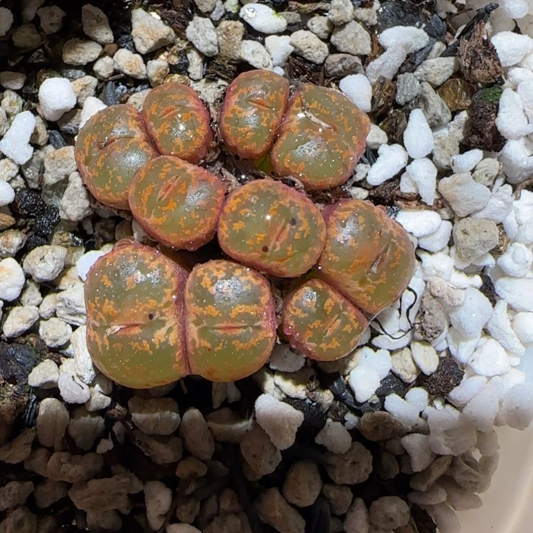 肉锥多肉植物百科-勋章1528