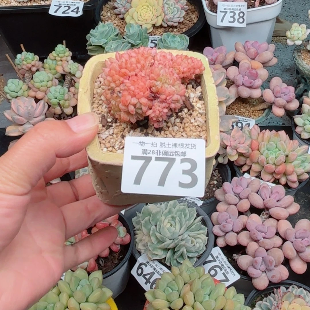 白胖子缀化多肉多多