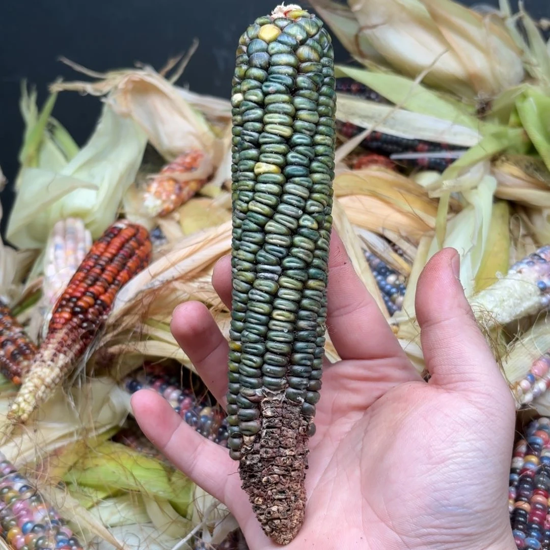 柏香籽/百香籽吊坠。**o