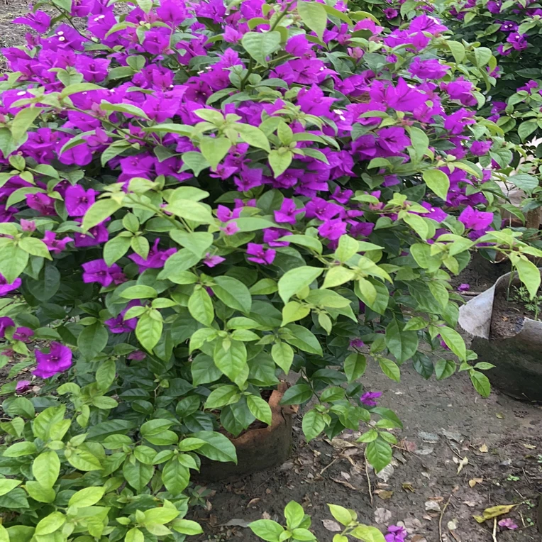 三角梅大苗四季开花室内外好养易活不带盆基地花卉基地花卉盆栽