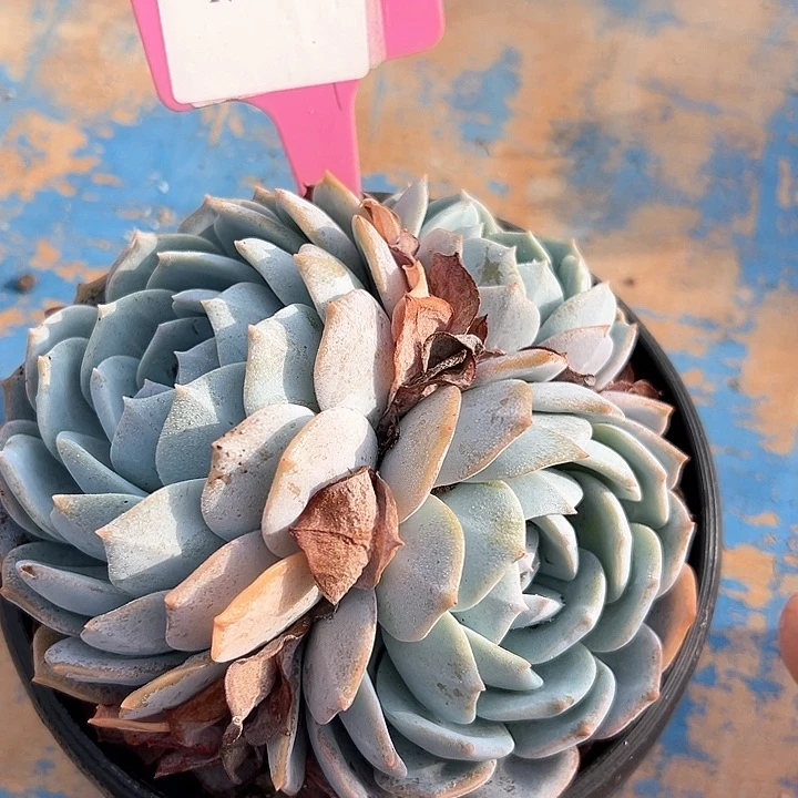 17.39白茶一个脱土多肉