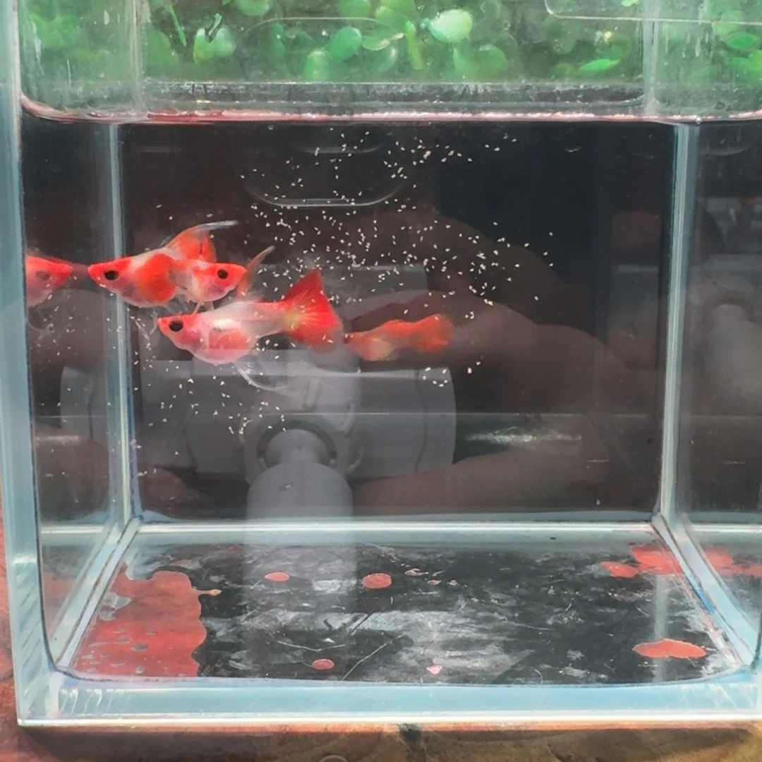 孔雀鱼深海蓝球C2对