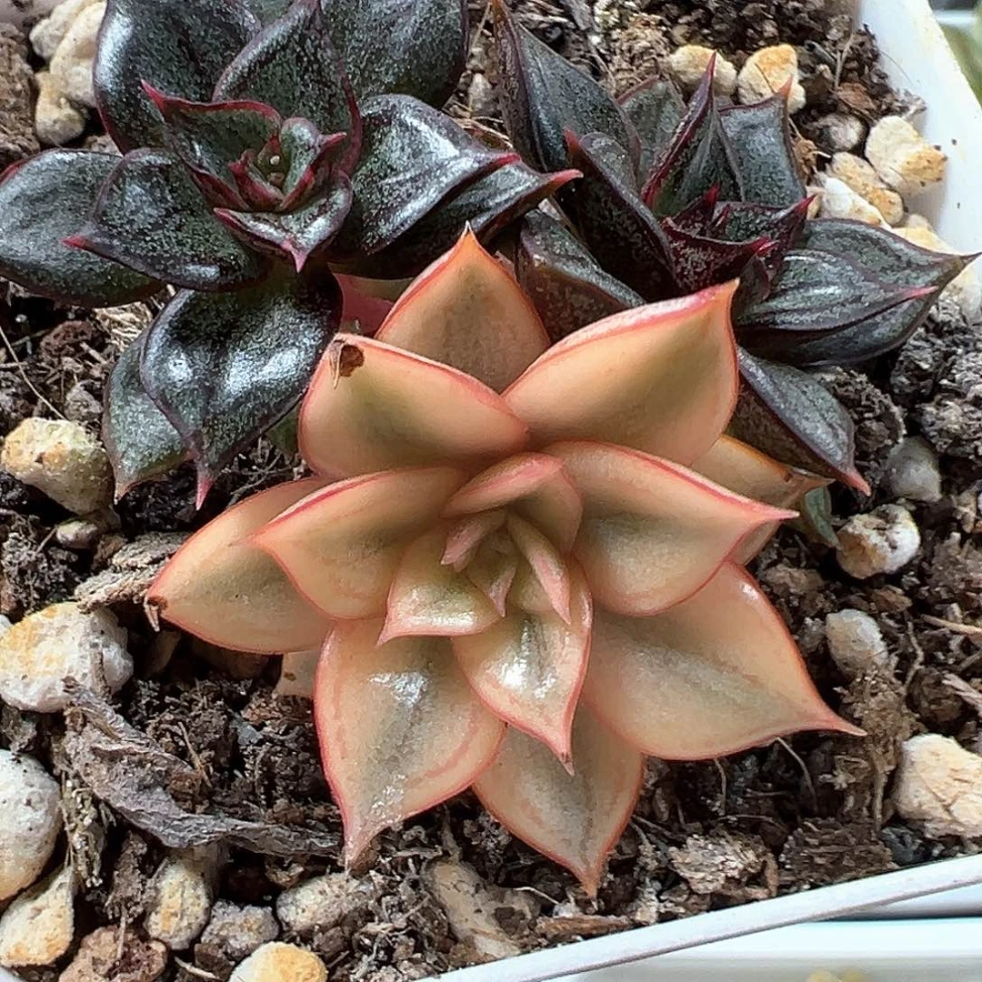 麒麟座锦小方花圃一单包邮非偏远