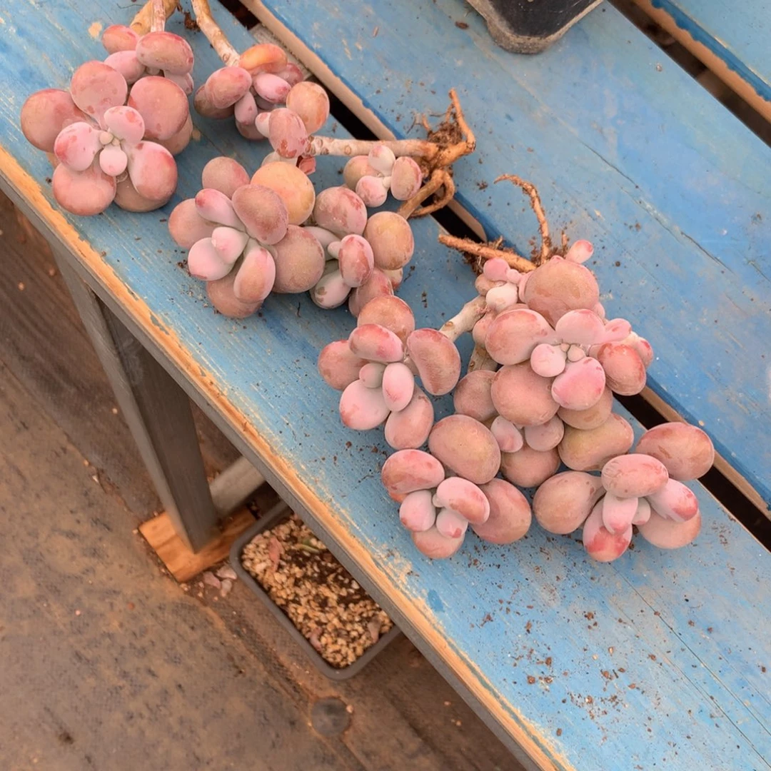 腰子蛋老桩一物一拍