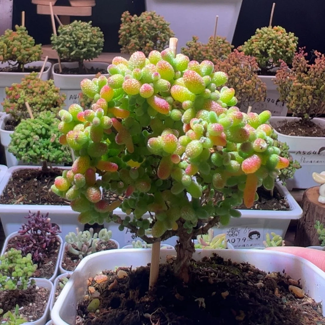 294金桔一物一拍带盆土发货