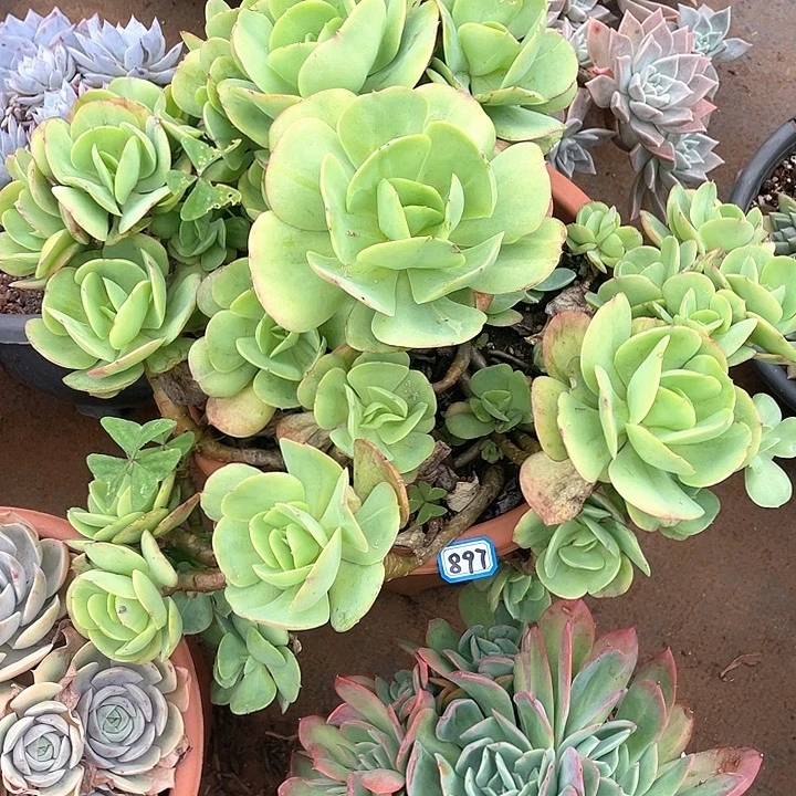 897碧桃一物一拍多肉