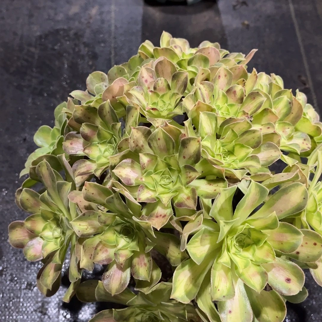 韶华法师多肉植物漂亮